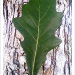 swamp white oak leaf