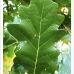 swamp white oak leaf