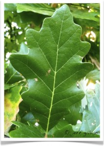 swamp white oak leaf