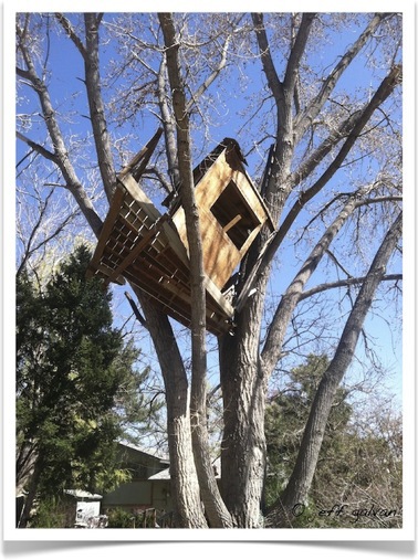 tree-house-removal-boulder-co-