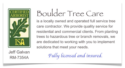 Tree Care Tips - Choosing a Tree Service Company