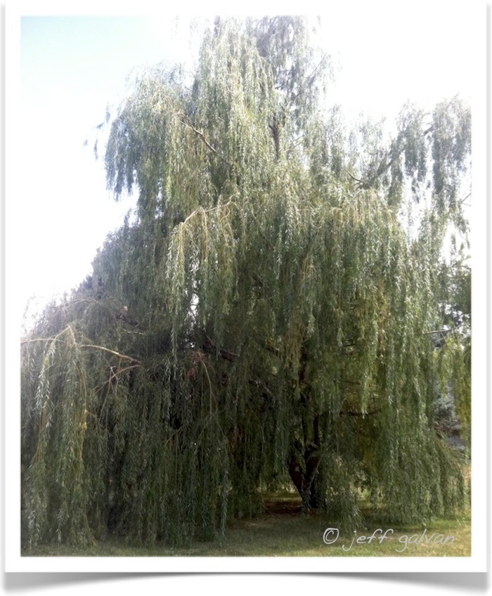 Weeping Willow Tree | Boulder Tree Care - Pruning & Tree Removal Services