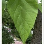 western catalpa leaf