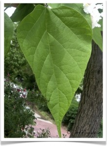 western catalpa leaf