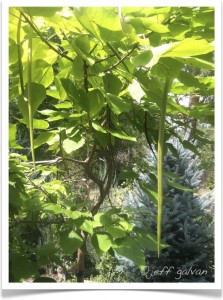 western catalpa - seed pods
