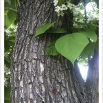 western catalpa - Catalpa speciosa Bark, Leaves and Flowers