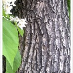 western catalpa bark