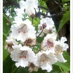 Western catalpa flowers are huge, beautiful flowers.