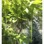 western catalpa - seed pods