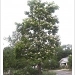 western catalpa tree